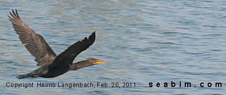 Anhinga_over_Lake_CLOSE_seabim_Florida_copyright Anhinga searching for food in the "Eight Lakes" / Cape Coral, Florida - www.seabim.com