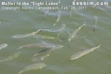 School of Mullet in the Eight Lakes in Cape Coral / Lake Brittania