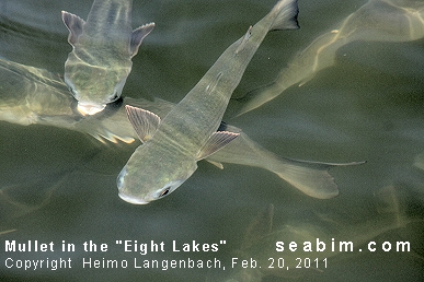 Cape Coral Real Estate and Vacation Homes on the Eight Lakes. SEABIM Eight Lakes Feature - Wildlife, Luxury Real Estate and Vacation Rentals