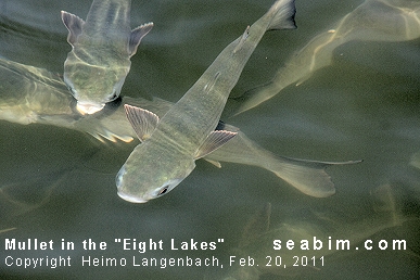 Mullet Fish in the Eight Lakes of Cape Coral