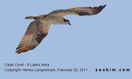 Osprey flying over the Eight Lakes in Cape Coral / Luxury Vacation Homes / Luxury Real Estate Florida / Beach / www.seabim.com