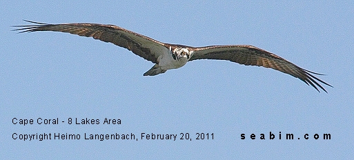 Osprey flying over the Eight Lakes in Cape Coral / Luxury Vacation Homes / Luxury Real Estate Florida / Beach / www.seabim.com