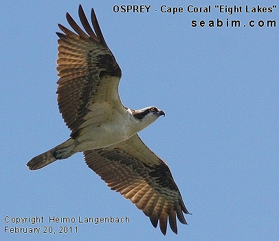 Osprey flying over the Eight Lakes in Cape Coral / Luxury Vacation Homes / Luxury Real Estate Florida / Beach / www.seabim.com