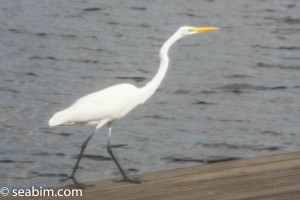 great_egret-200