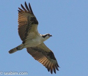 seabim_osprey-202