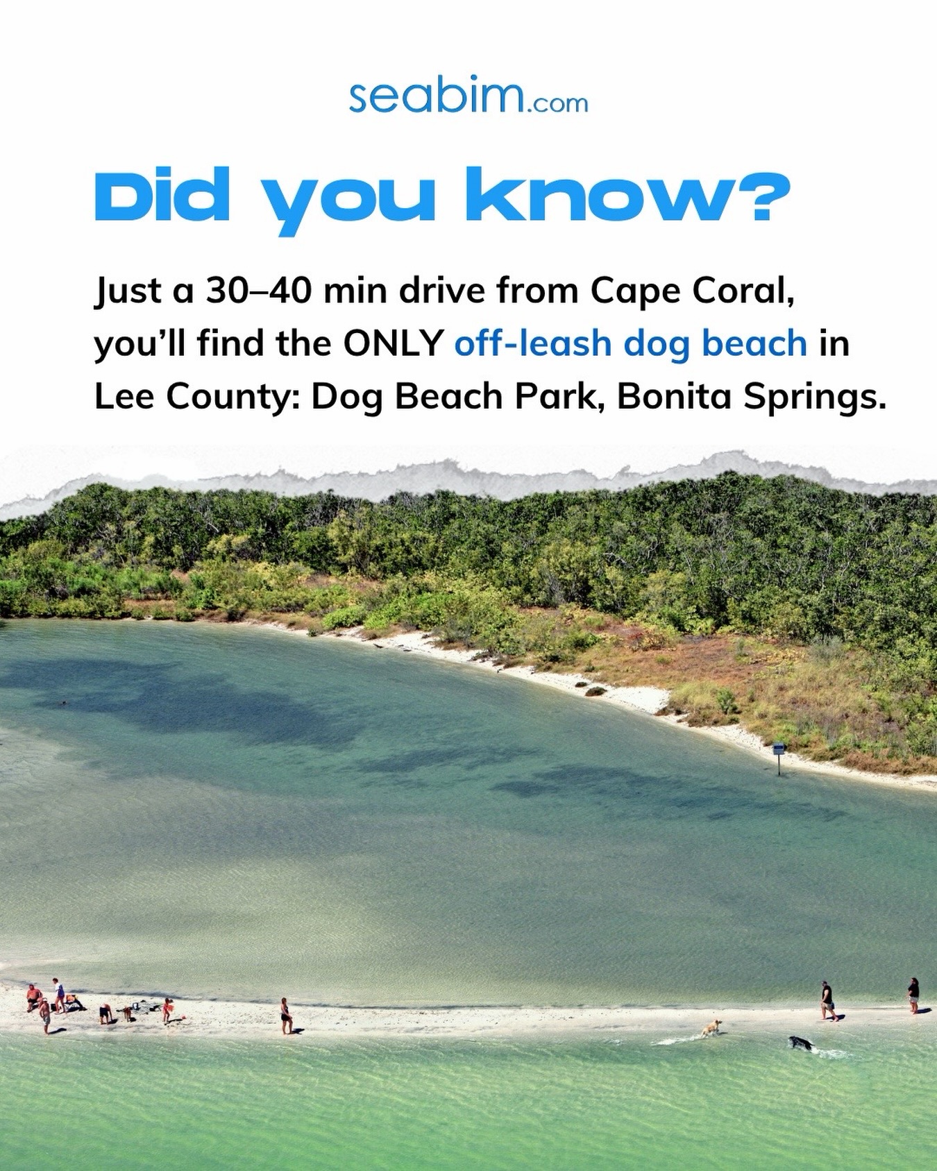 30–40 minutes away… and 100% worth it. 🐶🌊

The ONLY off-leash dog beach nearby = happy dogs, no leash, full freedom.

#FloridaVacation #swflorida