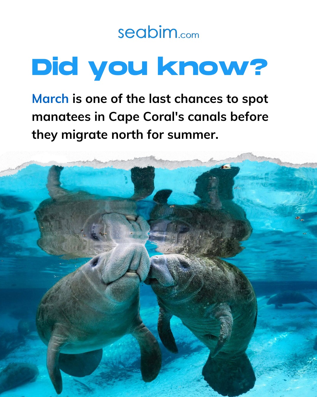 Did you know that March is actually one of the last chances of the year to spot manatees in Cape Coral's canals? 

As the water starts warming up, ...