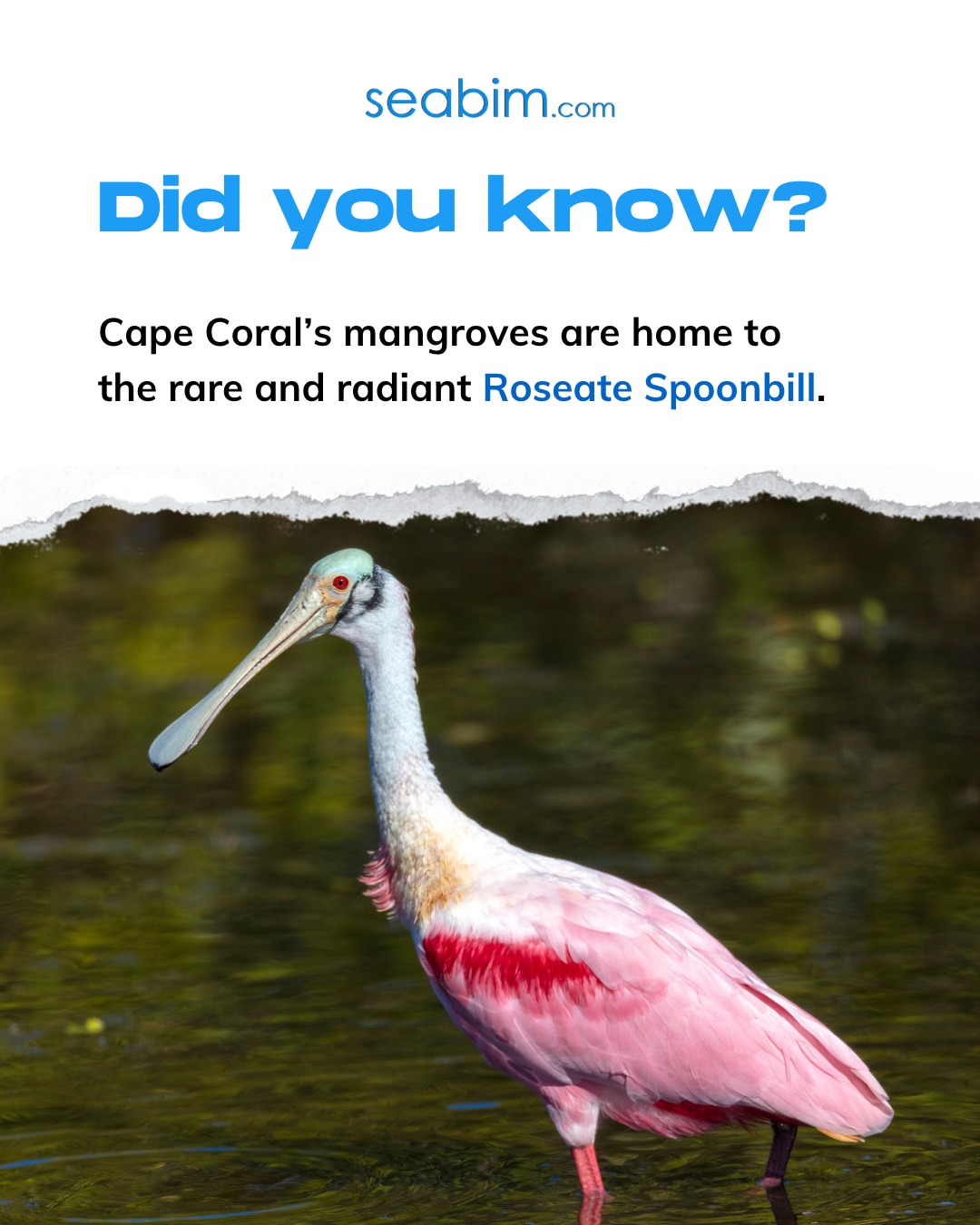 Have you ever spotted one? 👀

#CapeCoral #Florida