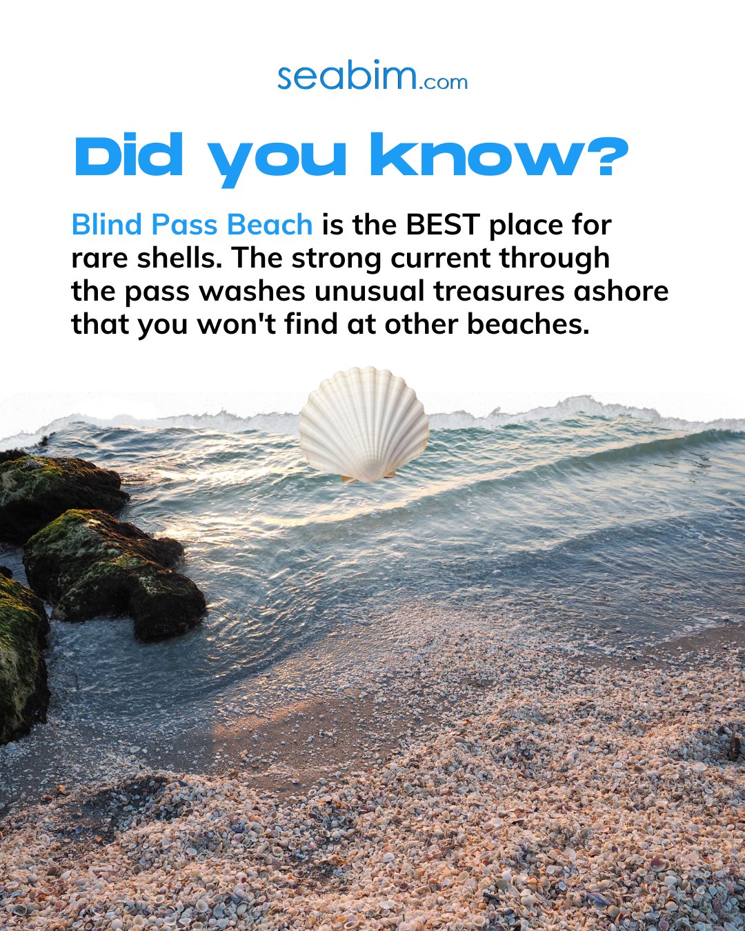 If you're on the hunt for unique seashells, Blind Pass Beach is one of the best spots around. 

Who knows? Your next favorite souvenir might be wai...