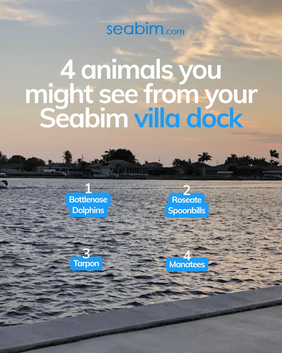 Which one would you most want to see? Comment below. 👇

All of these animals call Cape Coral home year-round. When you stay in a canal-side Seabim ...